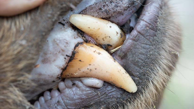 Bear hunting bear tooth up close