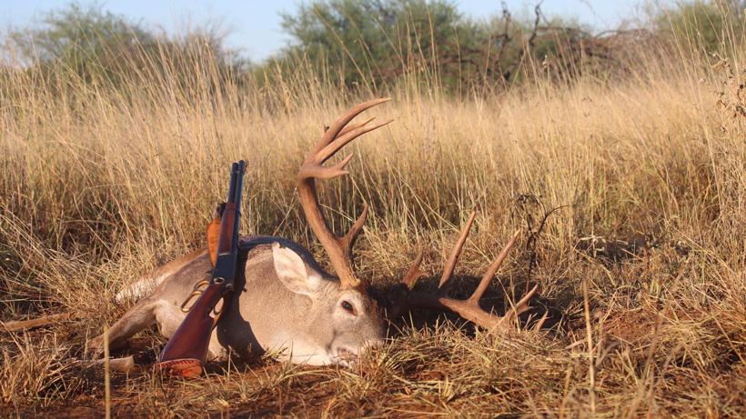 Texas whitetail buck