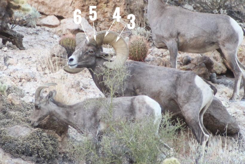 Growth ring aging annuli spread on bighorn sheep ram