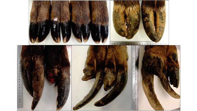 Washington elk hoof rot lesions