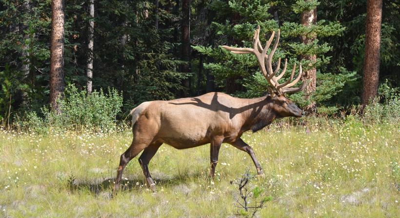 Large velvet bull elk side profile