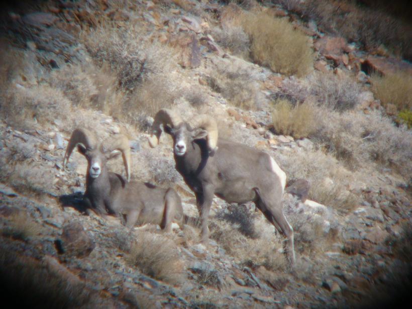 Bighorn sheep digiscope photo