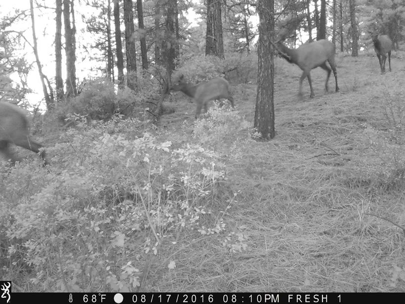 Herd of elk on trail camera
