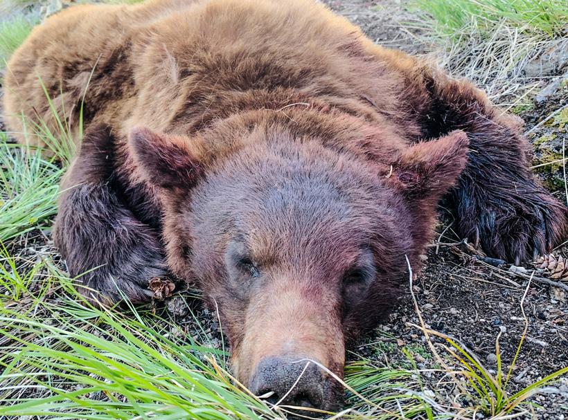 Successful late may spring black bear hunt