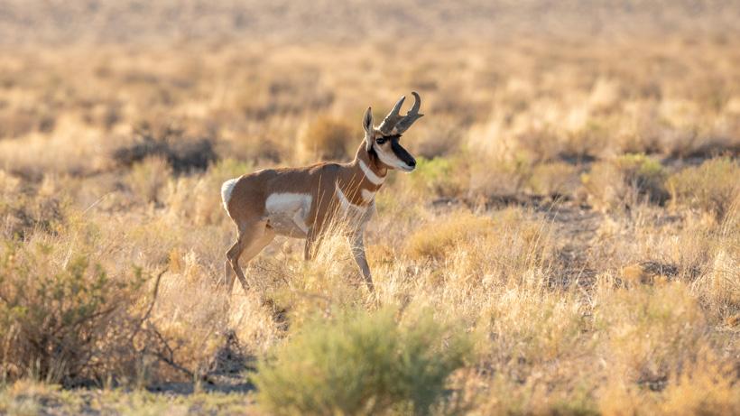 Antelope buck walking