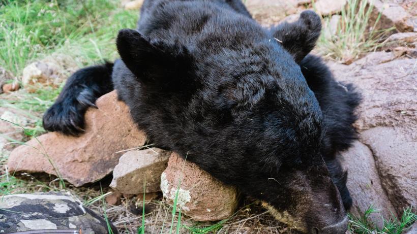Harvested black bear image