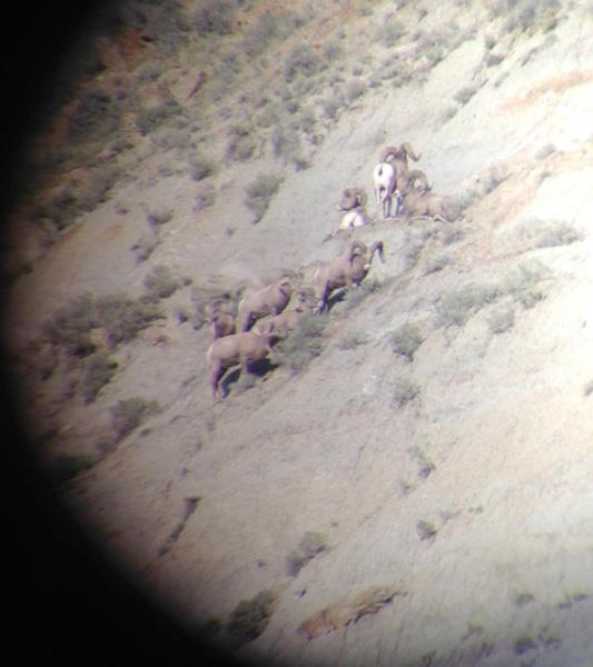 Scouting for montana sheep