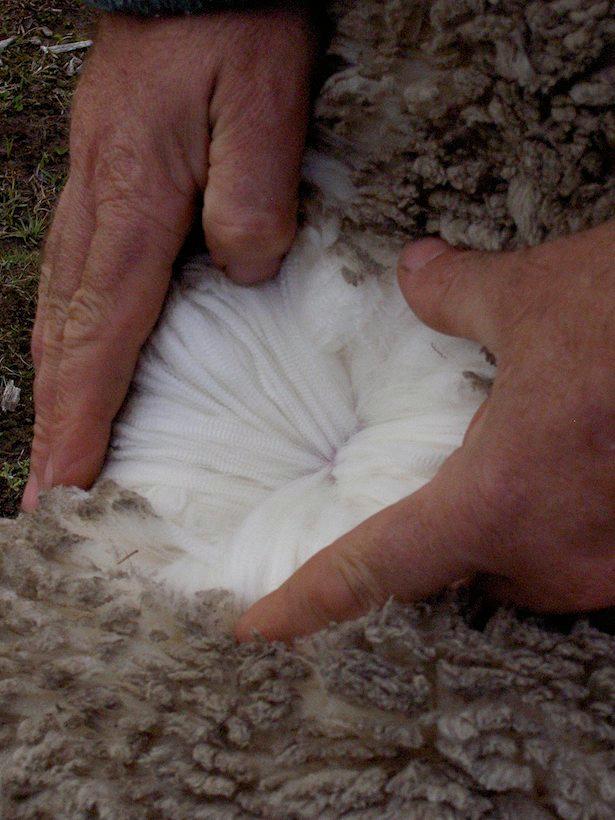 Merino wool