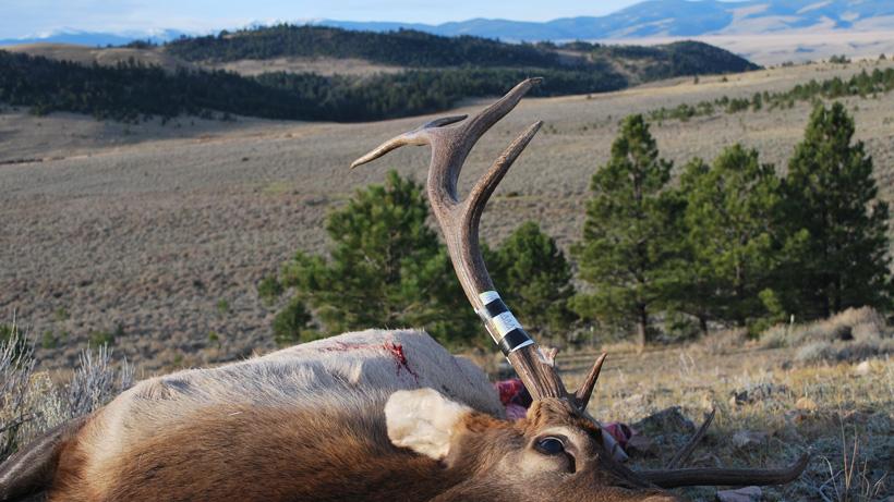 First bull elk for Daniel Smith