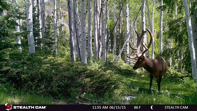 Large velvet bull elk on trail camera