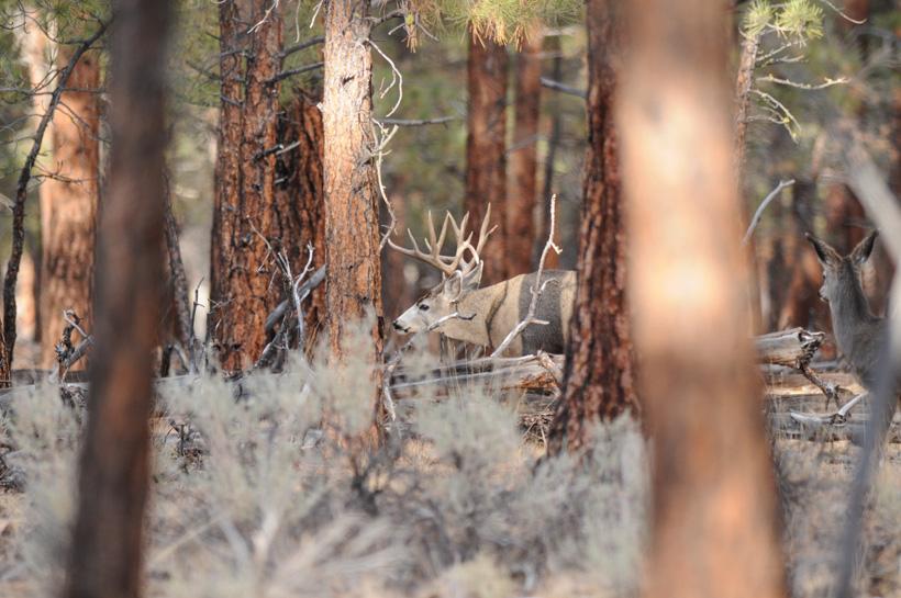 Large nontypical mule deer buck in timber