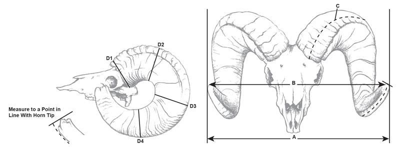 Boone and crockett sheep scoring_0