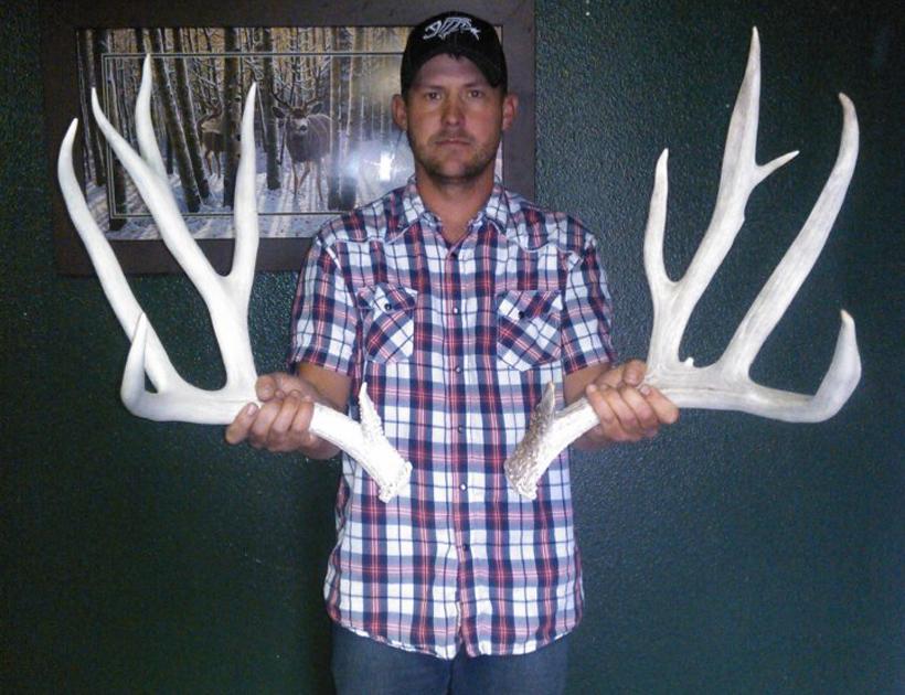 Large set of mule deer shed antlers