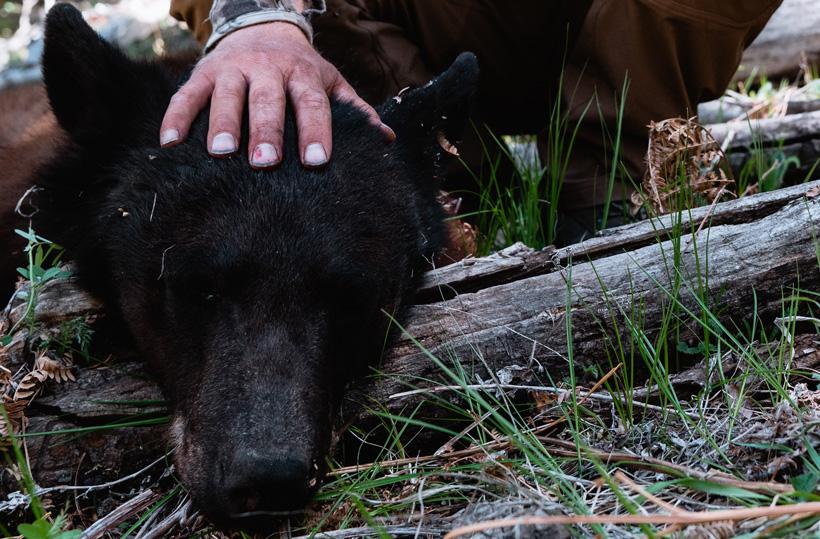 Successful black bear hunt