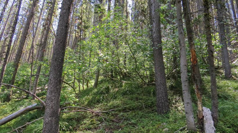Thick timbered elk bedding areas