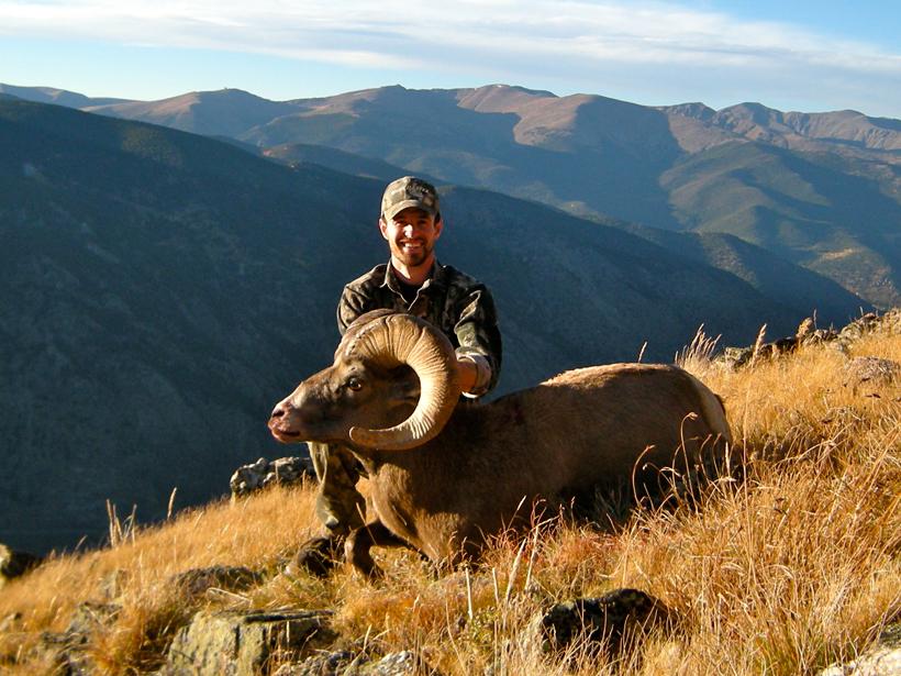 Colorado rocky mountain bighorn sheep