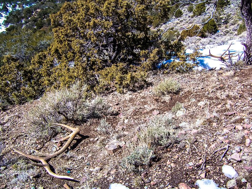 6 pair of elk antler sheds