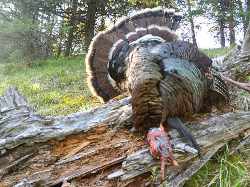 Kansas turkey taken by keith ott