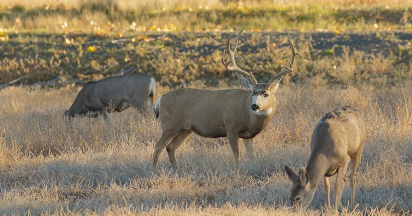 Large mule deer buck with does