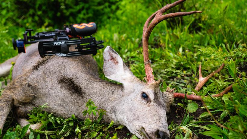 Bowhunting for success 4