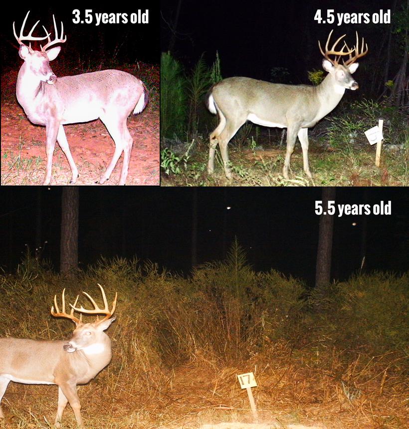 Georgia whitetail buck age 3.5 to 5.5 years old