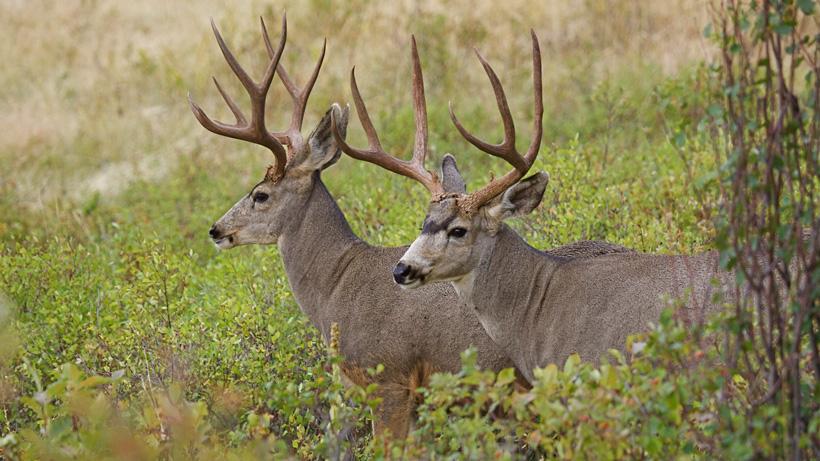 Two mule deer bucks close together
