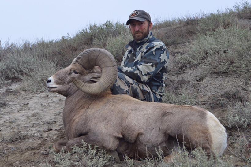 Side view of the montana ram