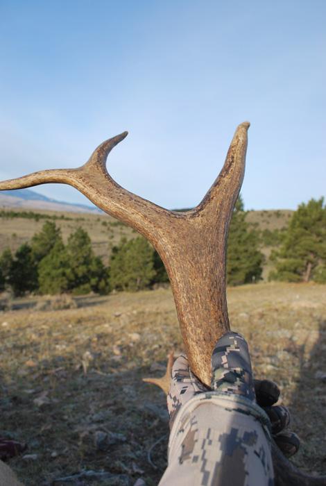 Holding Montana elk antler