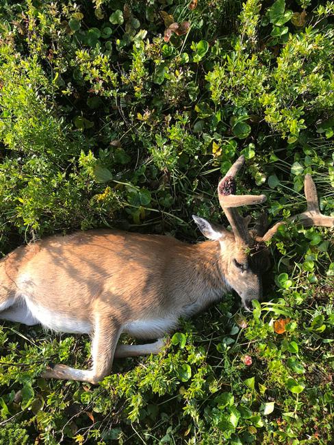Blacktail buck in the food