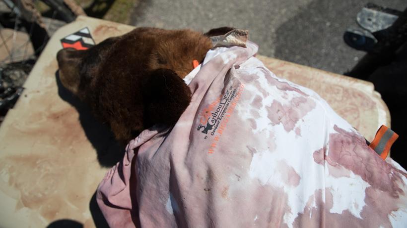 Chris neville montana bear (2275 of 2291)