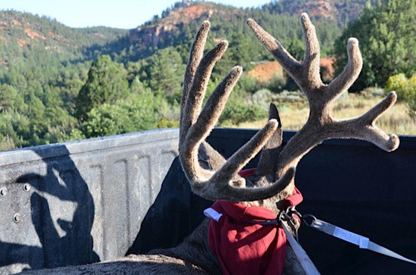 Cushion the buck in truck