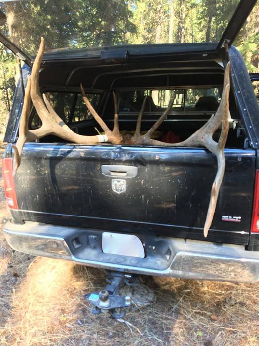 Bull elk back at the truck