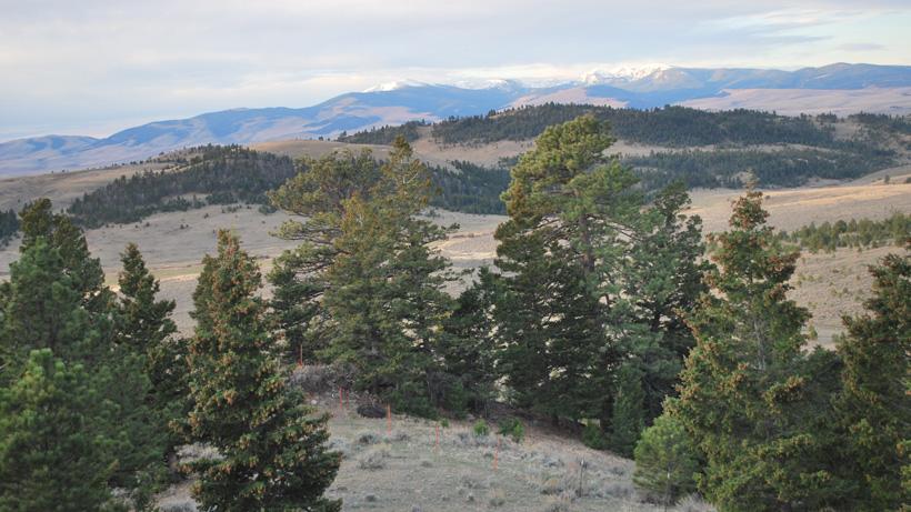 Waiting for the elk to show in Montana