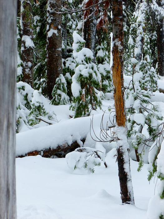 Hunting the dark timber for bulls