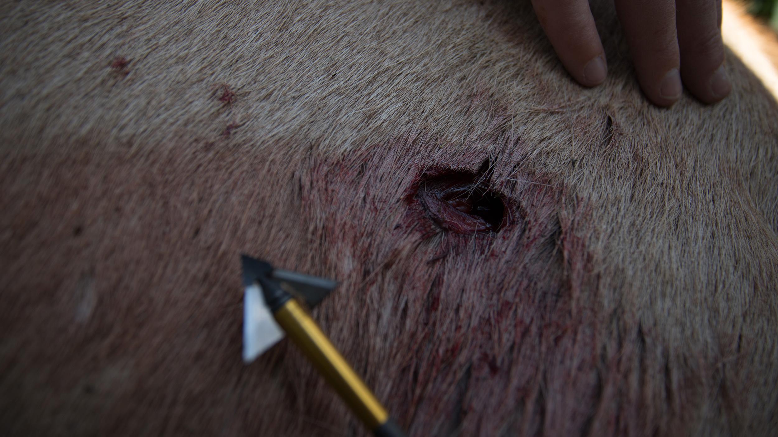 Broadhead after taking bull elk with a bow