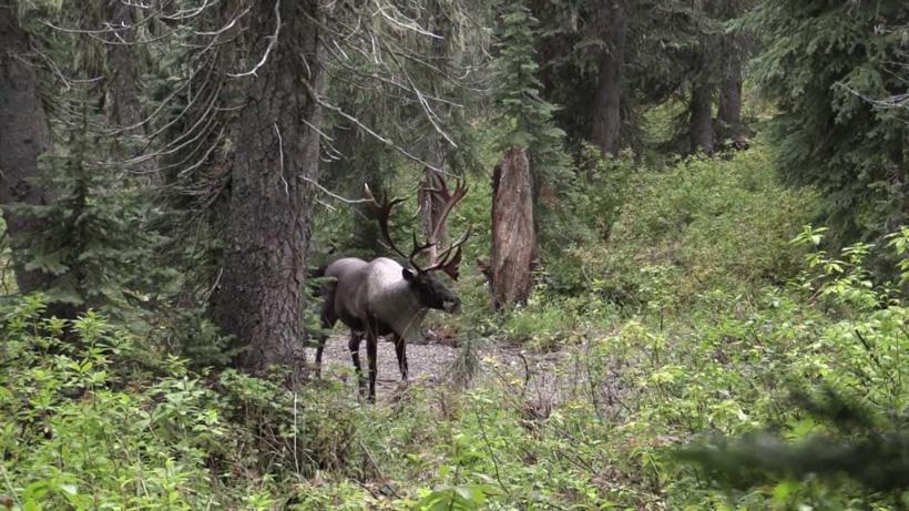 Large Selkirk mountain caribou bull