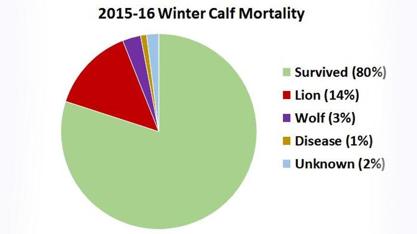 2015_16_calf_mortality_graph