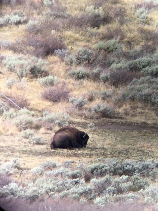 Bison bedded