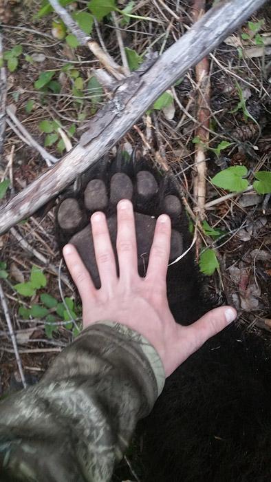 Bear paw