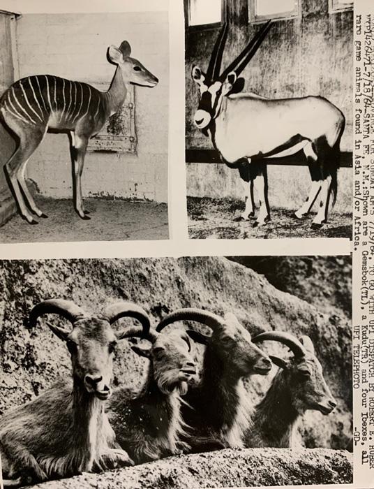 Press release photo of exotic import to new mexico