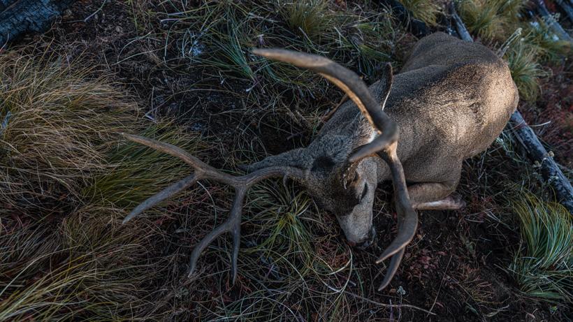 Brady miller over the counter mule deer buck