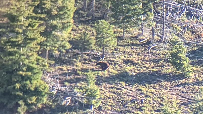 Bear doing what bears do