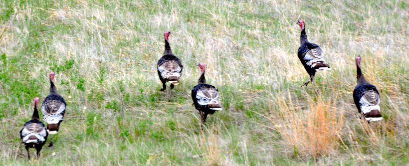 Flock of western turkeys