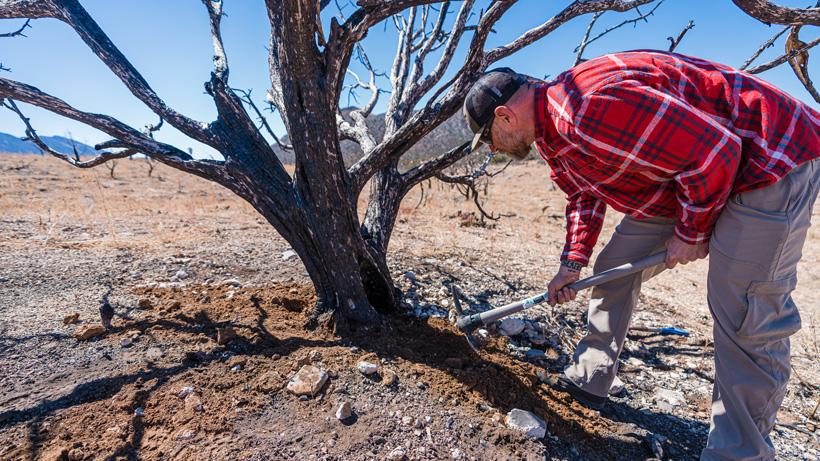 Looking at the tree roots