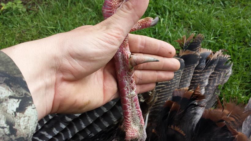Jake horton turkey harvest leg