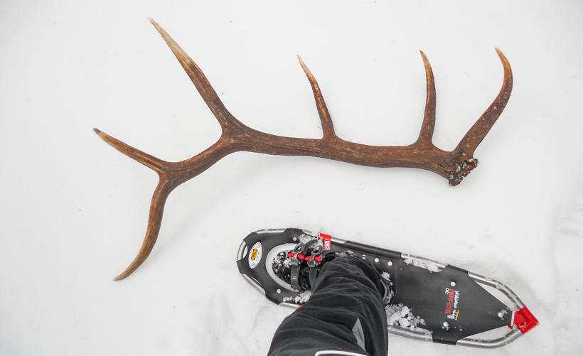 Snowshoeing for elk shed antlers