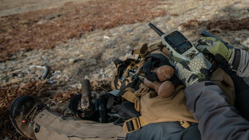 Coyote calling pack hunting