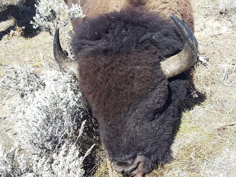 Wyoming bison horns