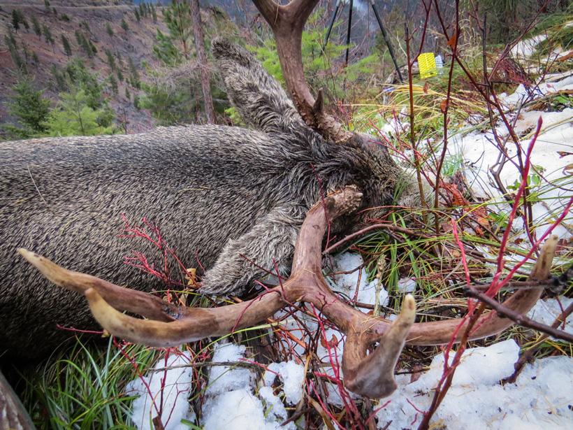 Close up view of mule deer antlers