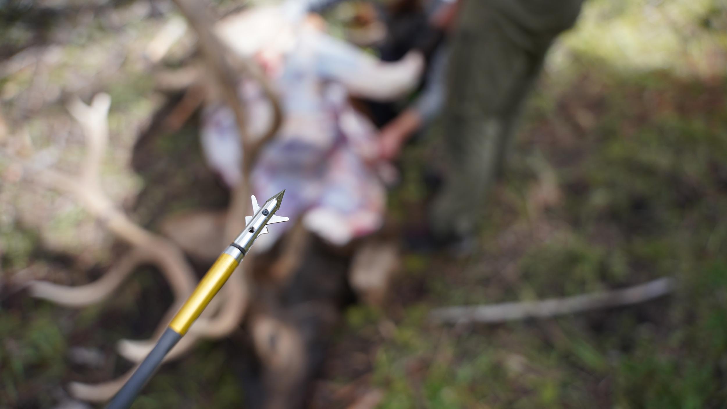 Chris Neville with an elk taken with Sevr Titanium 1.5 broadhead